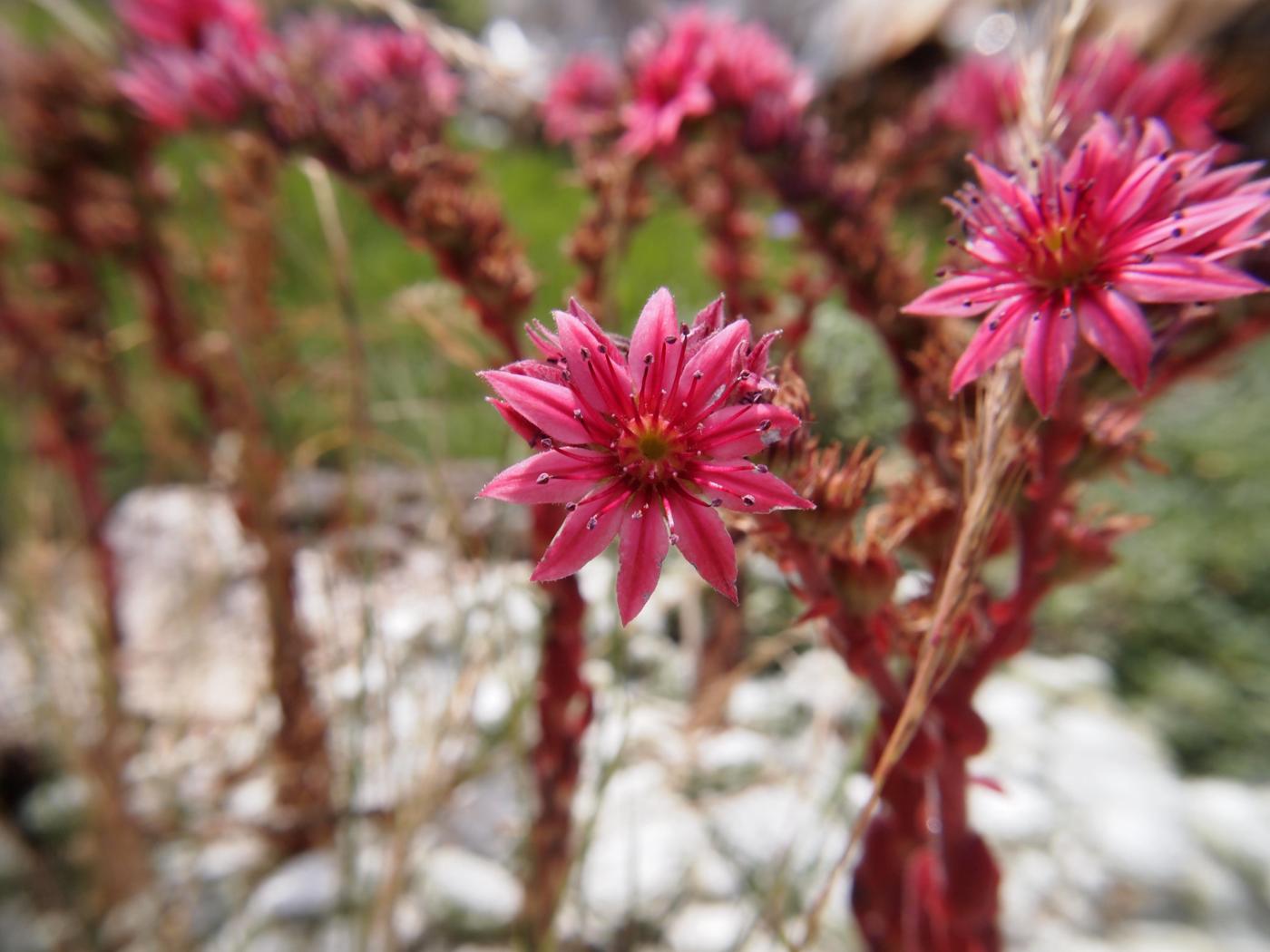 Houseleek, Cobweb flower